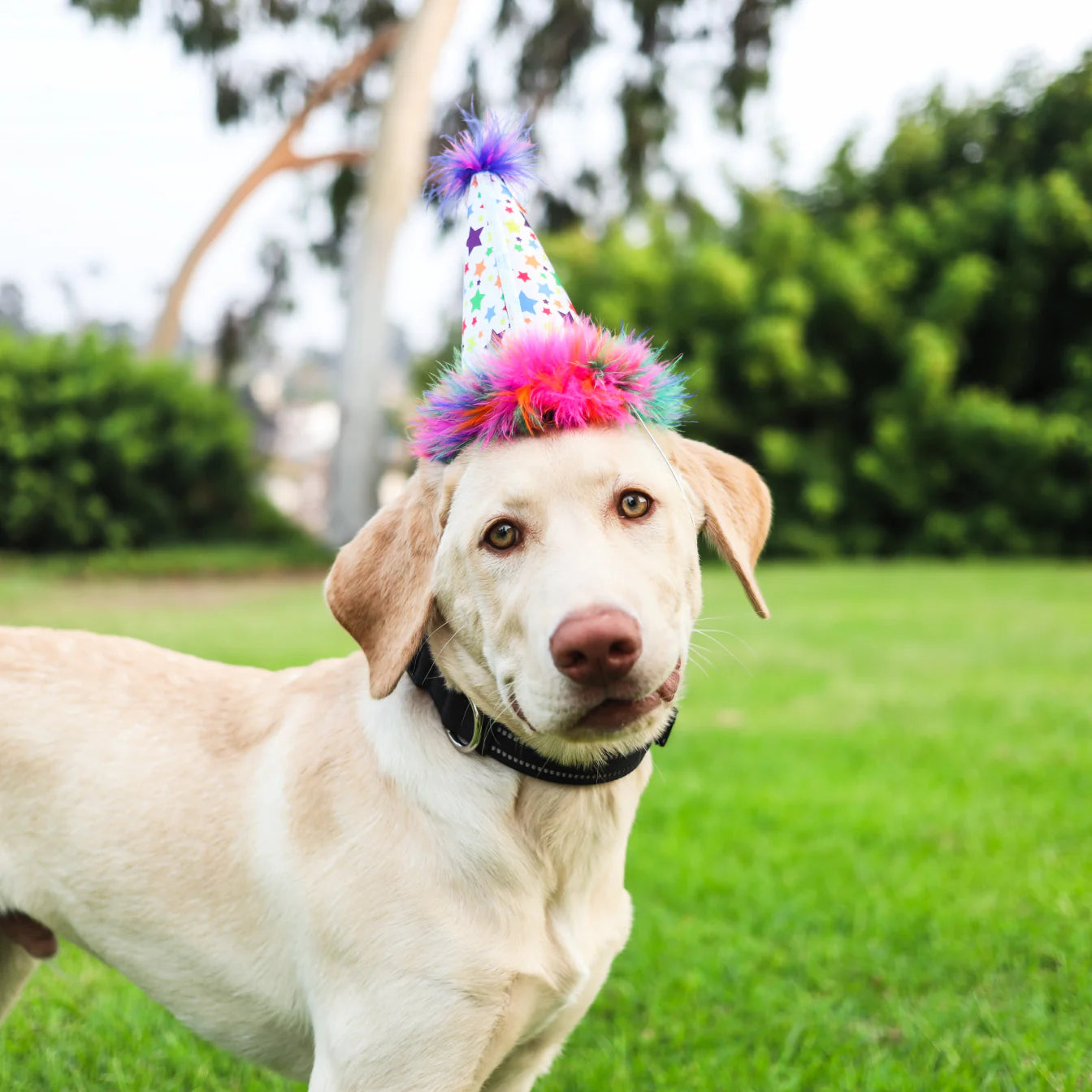 Huxley & Kent - Superstars Party Time Hat
